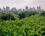 Central park - New York by Artist Anita Barratt