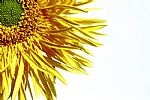Yellow Gerbera by Artist Liz Garnett