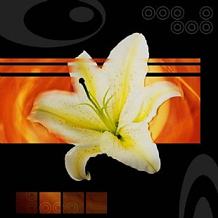 Lily
