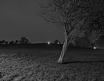 Primrose Tree by Artist Guillaume Bourieau