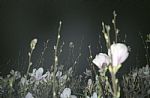 Untitled (from The Hunt series) by Artist Jan Cihak