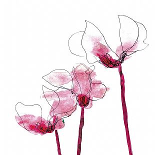 Cyclamen