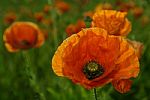 Mid summer poppies by Artist Stuart Harrison