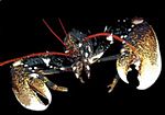 lobster - edition of 150 by Artist Steve  Rogers