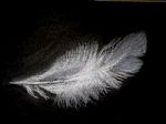 Feather by Artist Neil Burgess