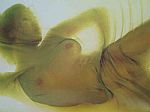 Wet Silk by Artist Jonathon Simone
