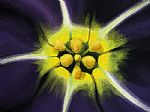 Black Hollyhock (closeup view) by Artist Victoria Stothard