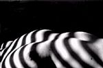 Barred Love I by Artist Paul Craven