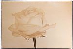 first rose by Artist Nigel Barklie