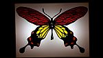 The Butterfly 15 by Artist Justyna Piaskowska